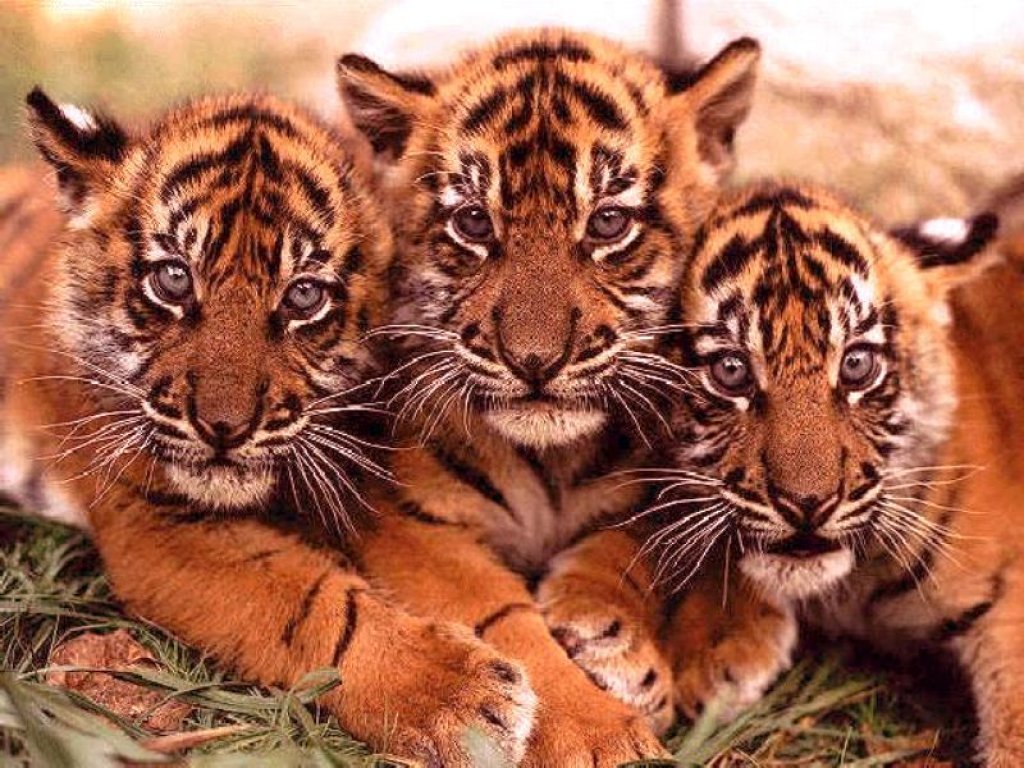 Tigres - 042